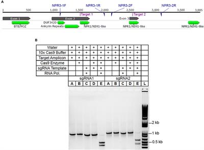 Transient Expression of CRISPR/Cas9 Machinery Targeting TcNPR3 Enhances Defense Response in Theobroma cacao